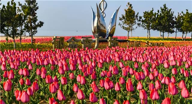 4月南海新區(qū)的郁金香廣場，22萬余株郁金香盛開